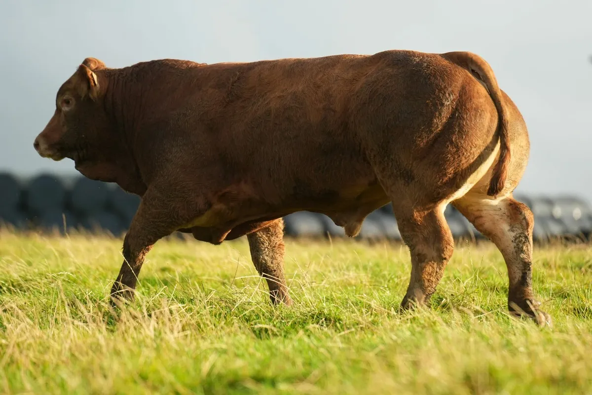 20 Exceptional Bull Weanlings - Manorhamilton mart - Image 4