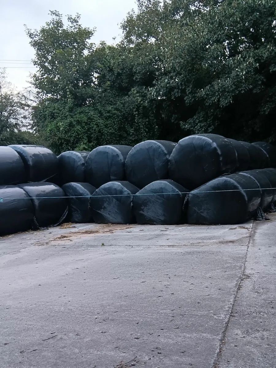 Oates bales of silage - Image 3
