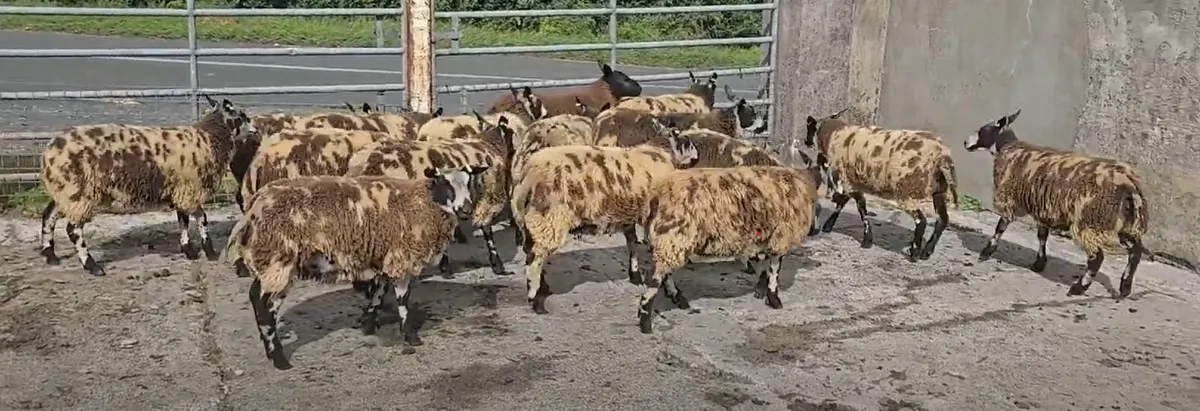 Dutch Spotted Ram Lambs - Image 4