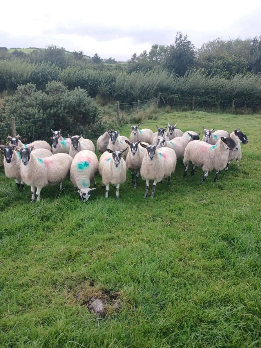 Hoggets - Image 1
