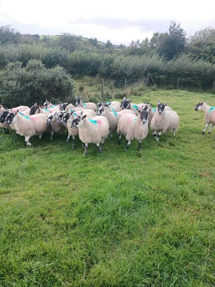 Hoggets - Image 2