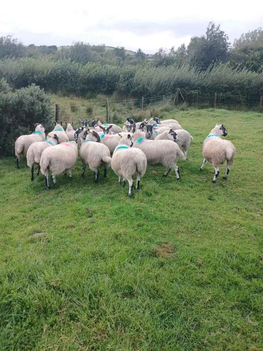 Hoggets - Image 3