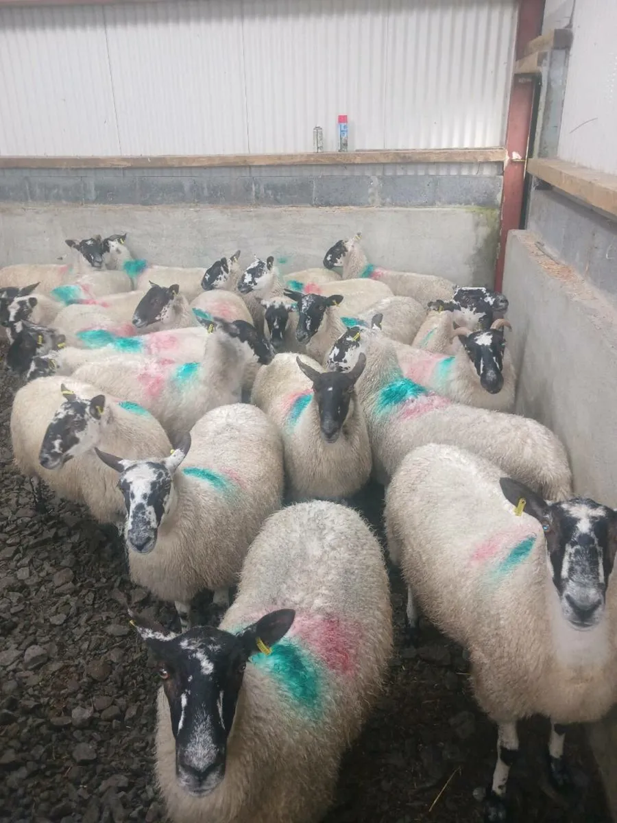 Hoggets - Image 4