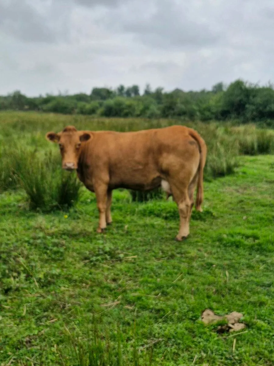 5 star cow and calf - Image 1