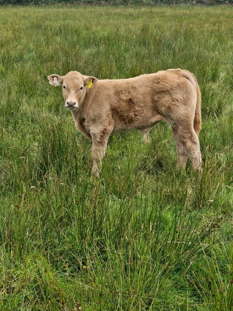 5 star cow and calf - Image 2
