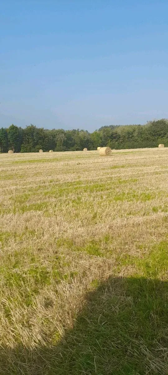 Barley straw