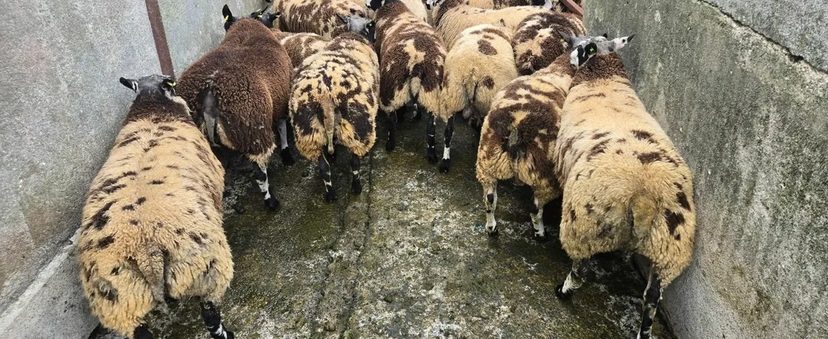Dutch Spotted Ram Lambs - Image 2
