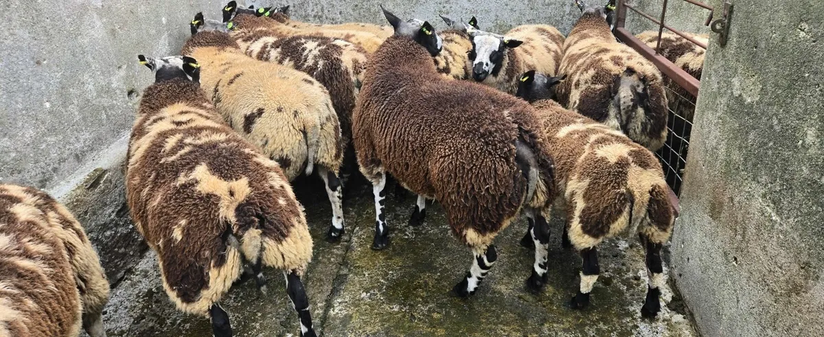 Dutch Spotted Ram Lambs - Image 3
