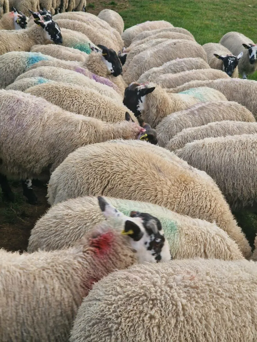 150 Well Bred Mule Ram Lambs - Image 2