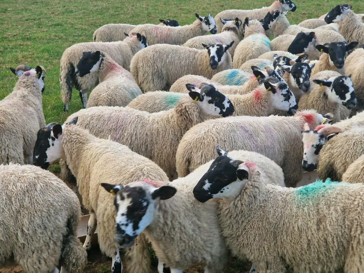 150 Well Bred Mule Ram Lambs - Image 3