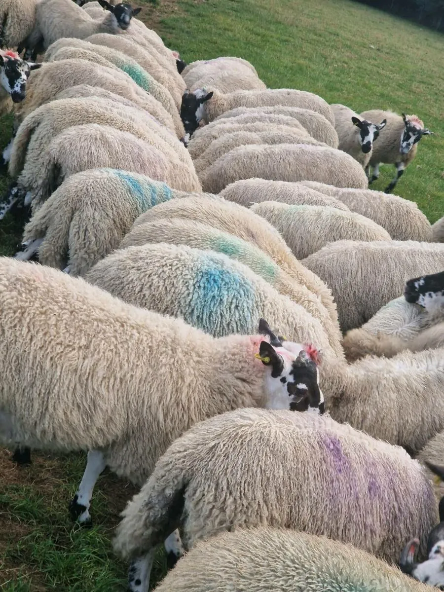 150 Well Bred Mule Ram Lambs - Image 4