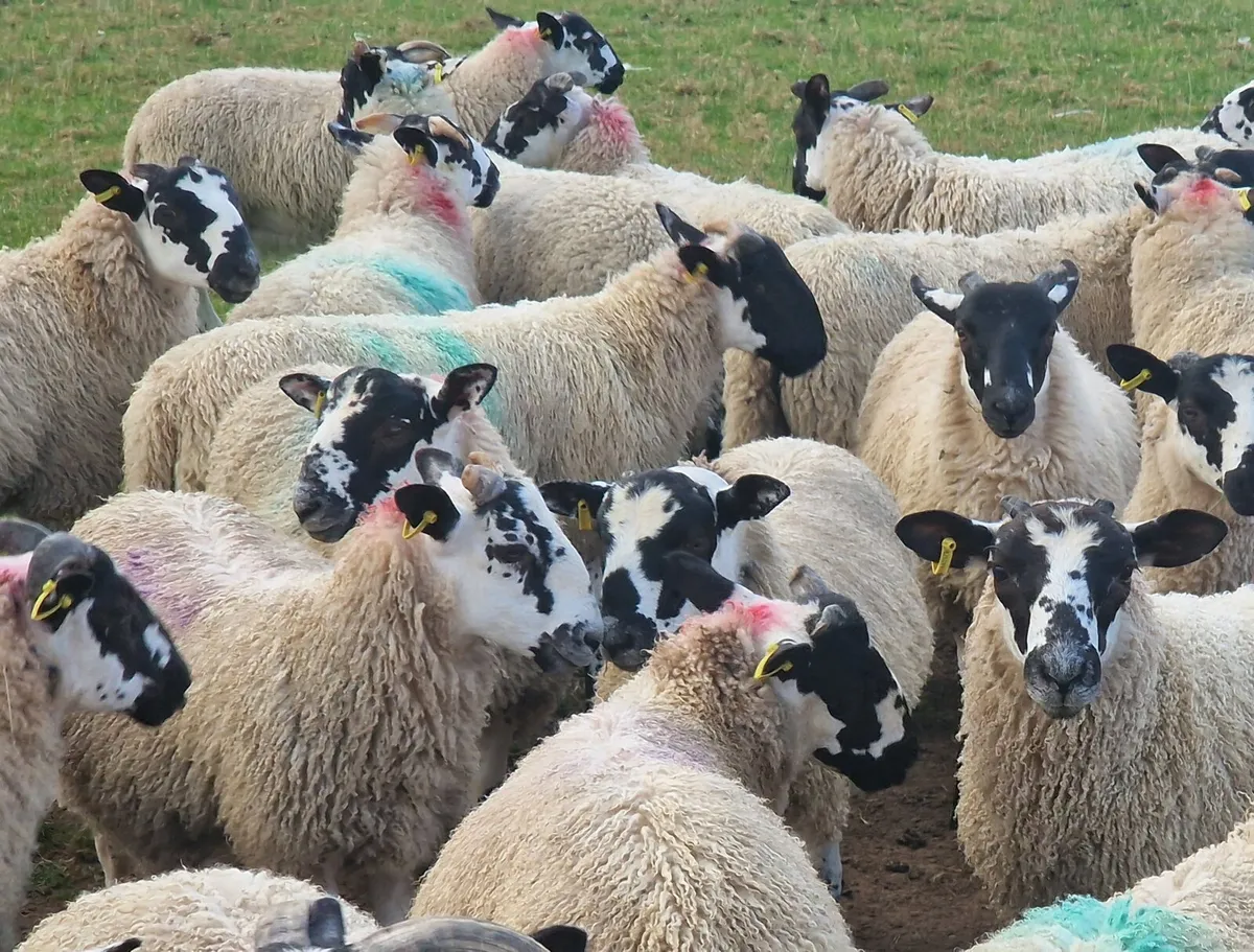 150 Well Bred Mule Ram Lambs - Image 1