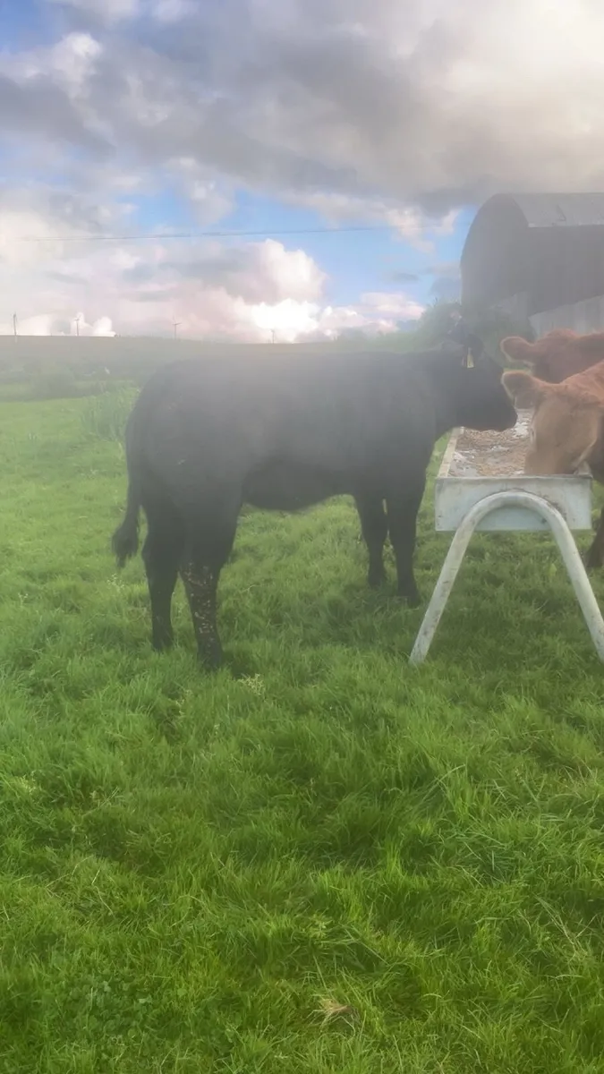 🔥 Heifers 🔥 - Image 1
