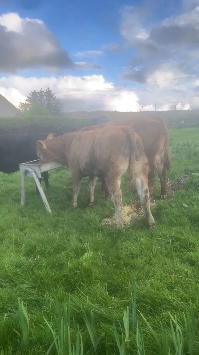 🔥 Heifers 🔥 - Image 2