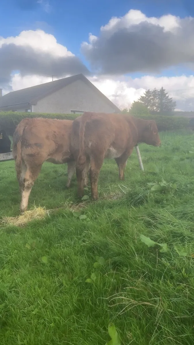 🔥 Heifers 🔥 - Image 3