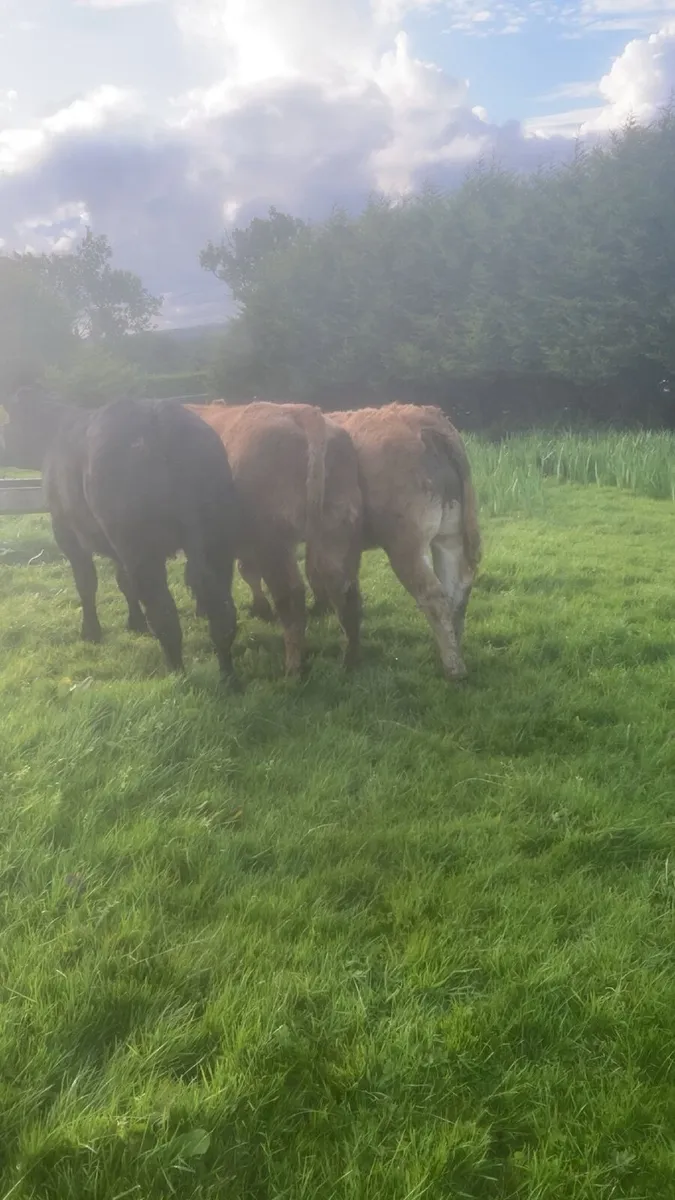 🔥 Heifers 🔥 - Image 4