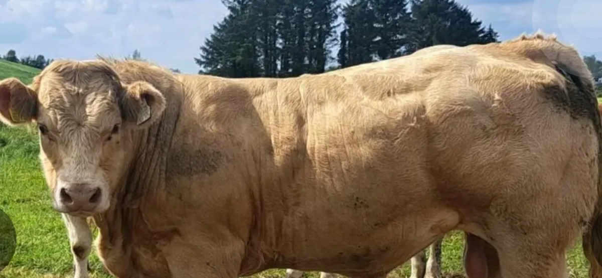 Bull Weanlings 2025 - Image 1