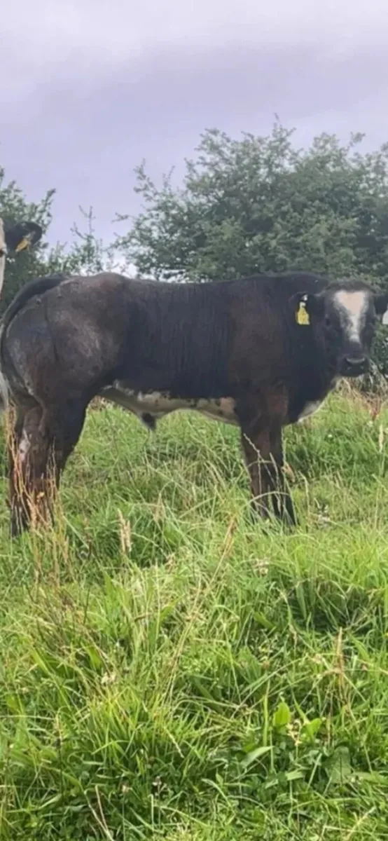 Bull Weanlings 2025 - Image 2