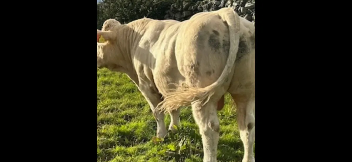 Bull Weanlings 2025 - Image 3