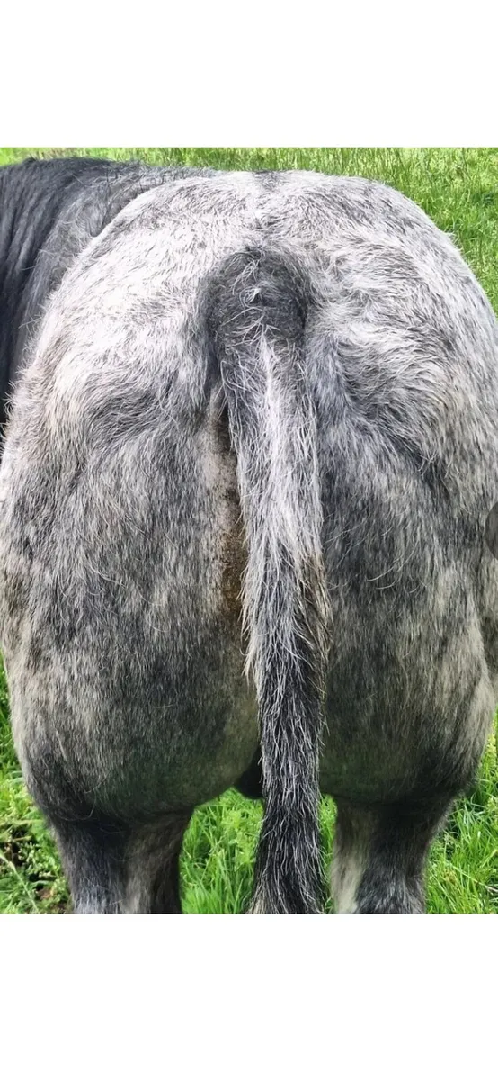 Bull Weanlings 2025 - Image 4