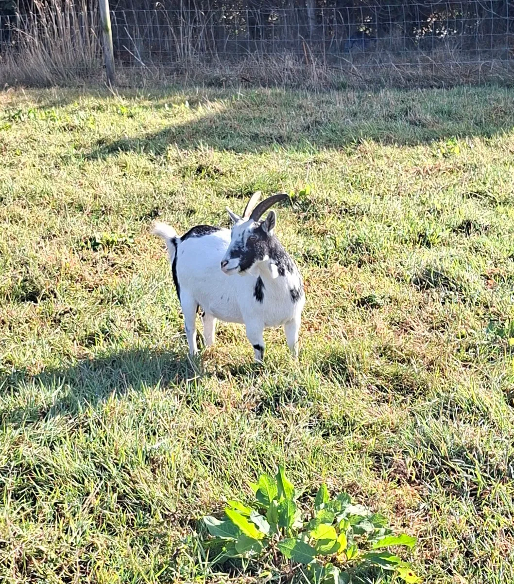 Pigmy goats - Image 2