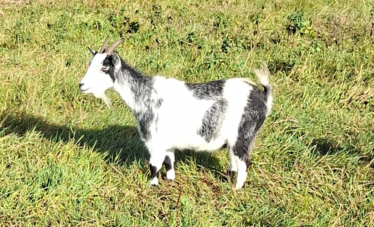 Pigmy goats - Image 3