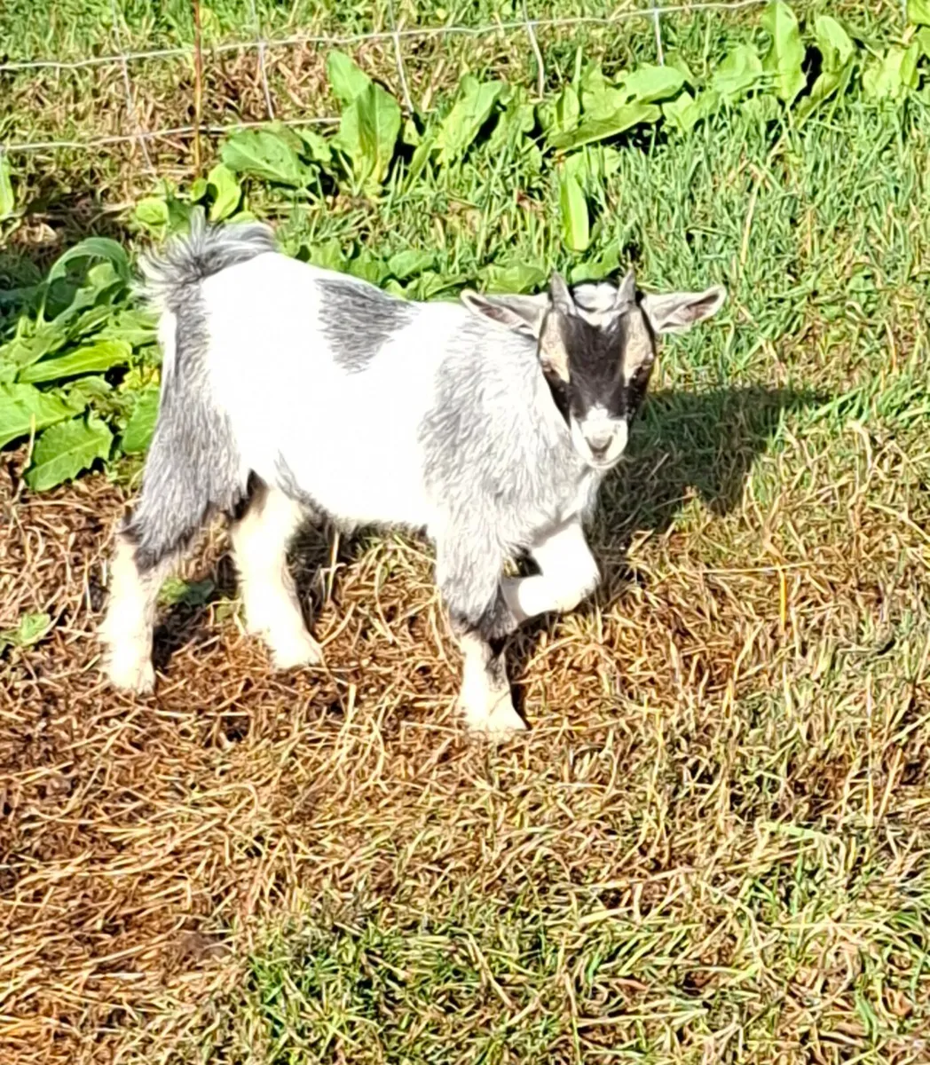 Pigmy goats - Image 1