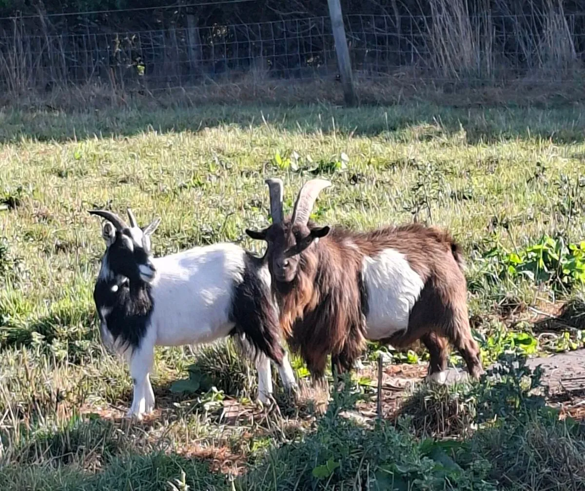 Pigmy goats - Image 4