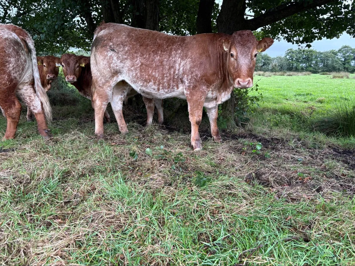 Roan heifer - Image 2
