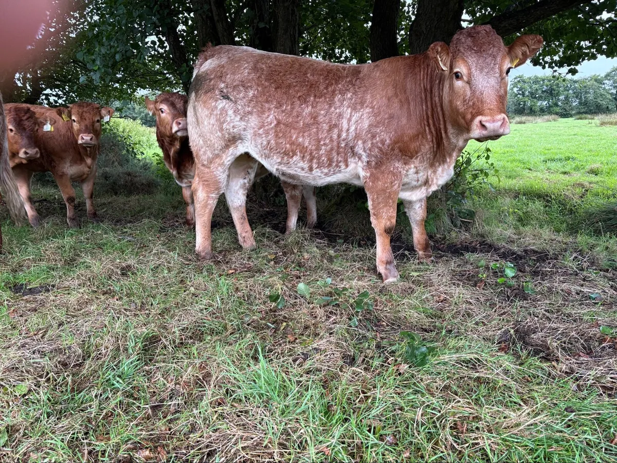 Roan heifer - Image 1