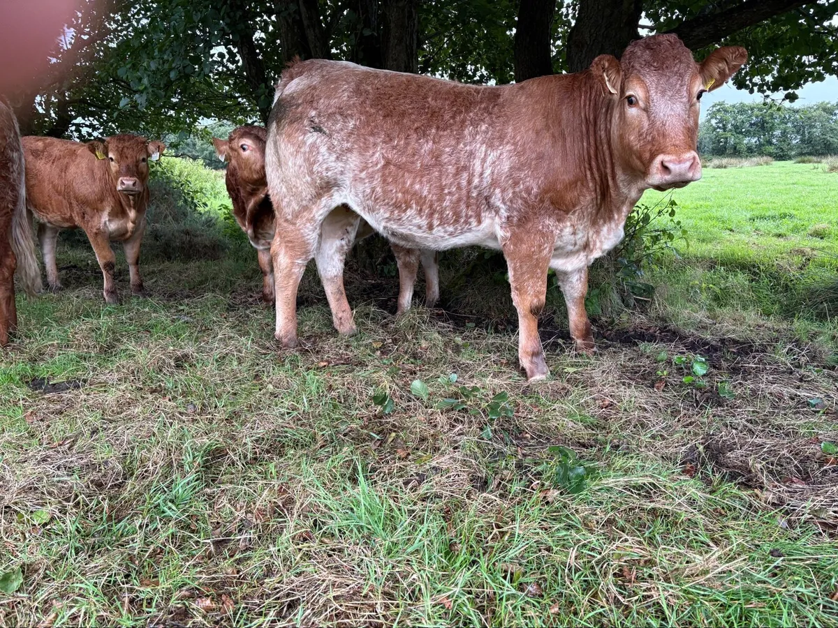 Roan heifer - Image 3