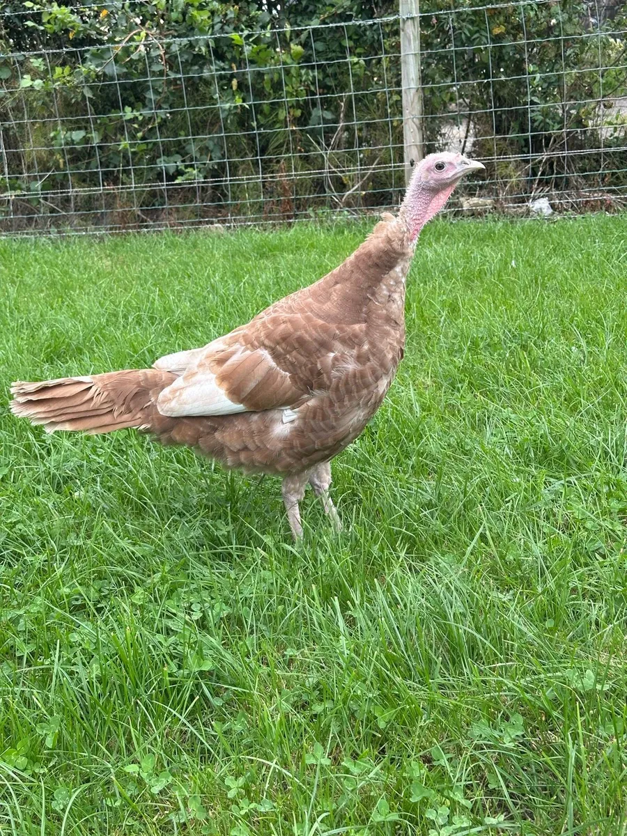 Buff Turkeys - Image 3