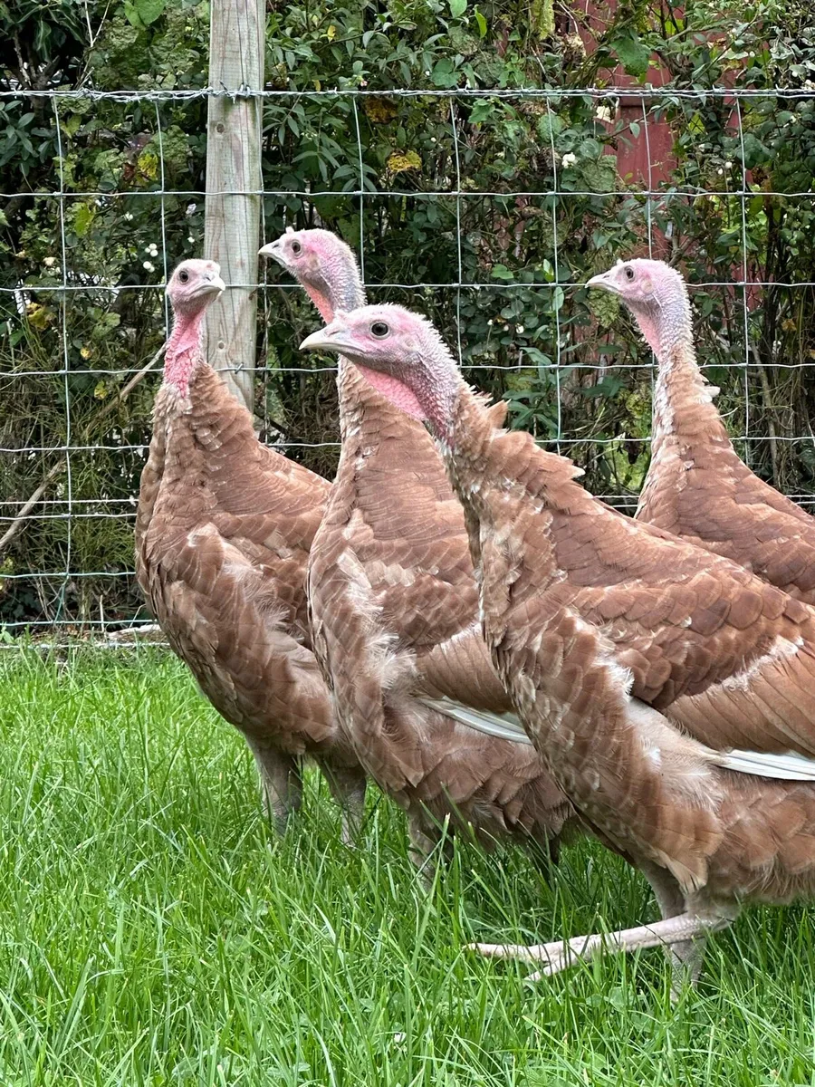Buff Turkeys - Image 4