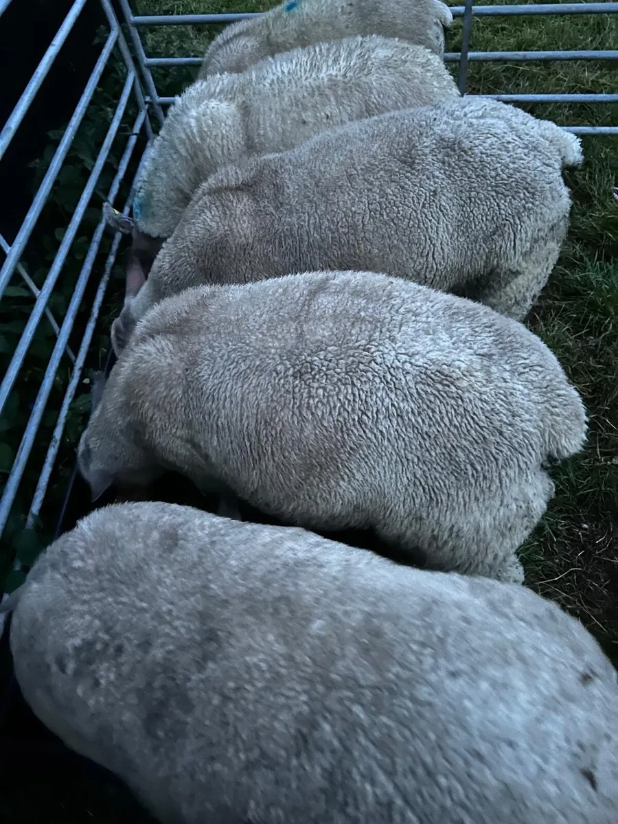 Charollais Ram Lambs - Image 2