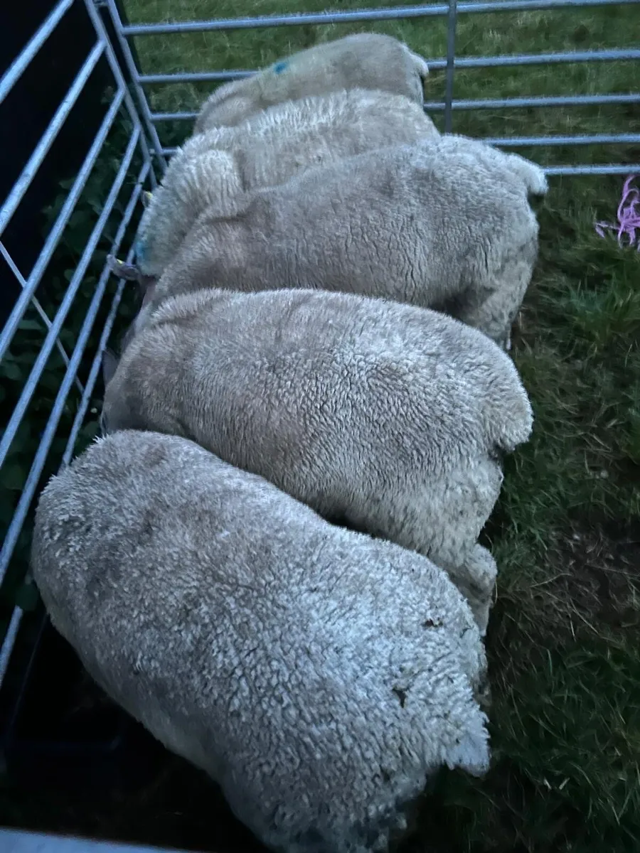 Charollais Ram Lambs - Image 3