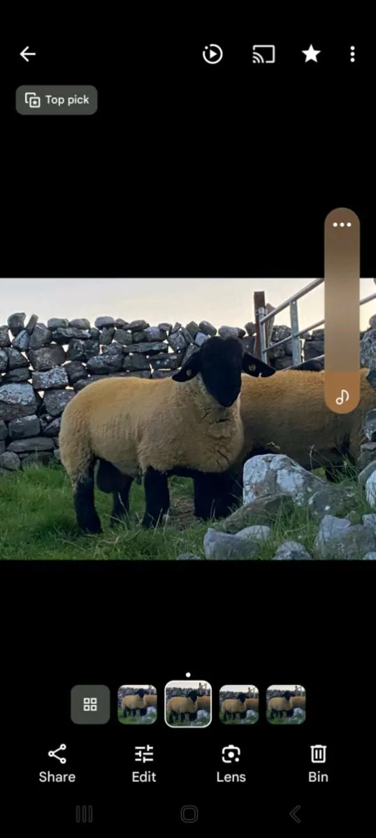 PBR Suffolk Ram Lambs - Image 1