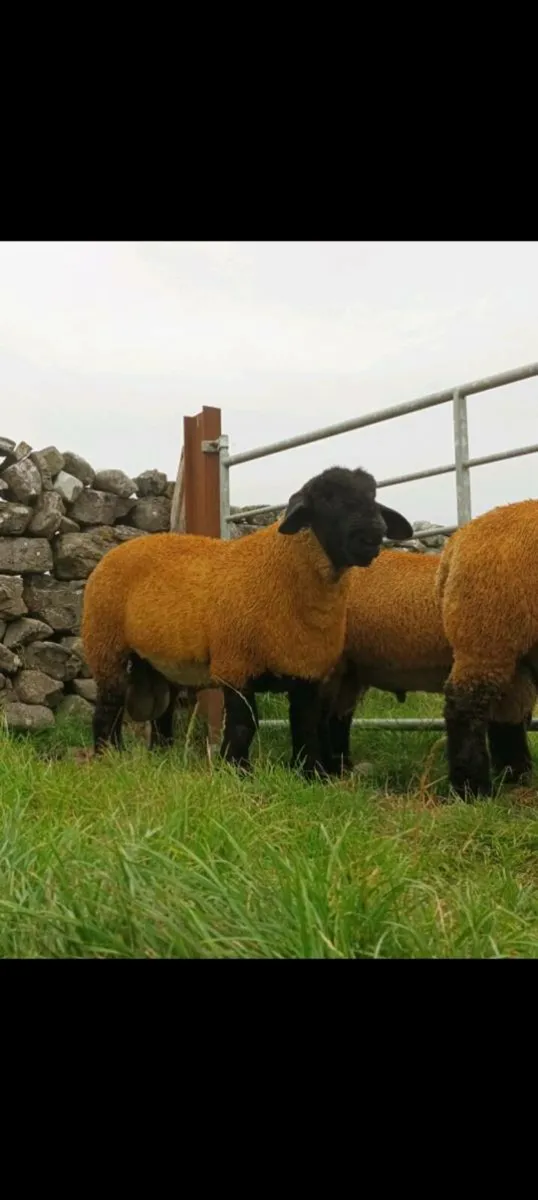 PBR Suffolk Ram Lambs - Image 2