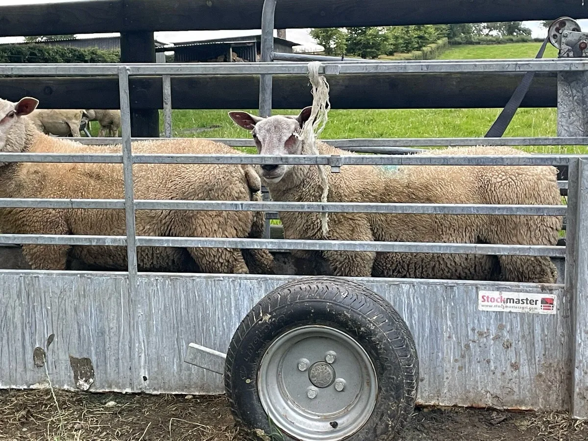 Charollais Ram Lambs - Image 4