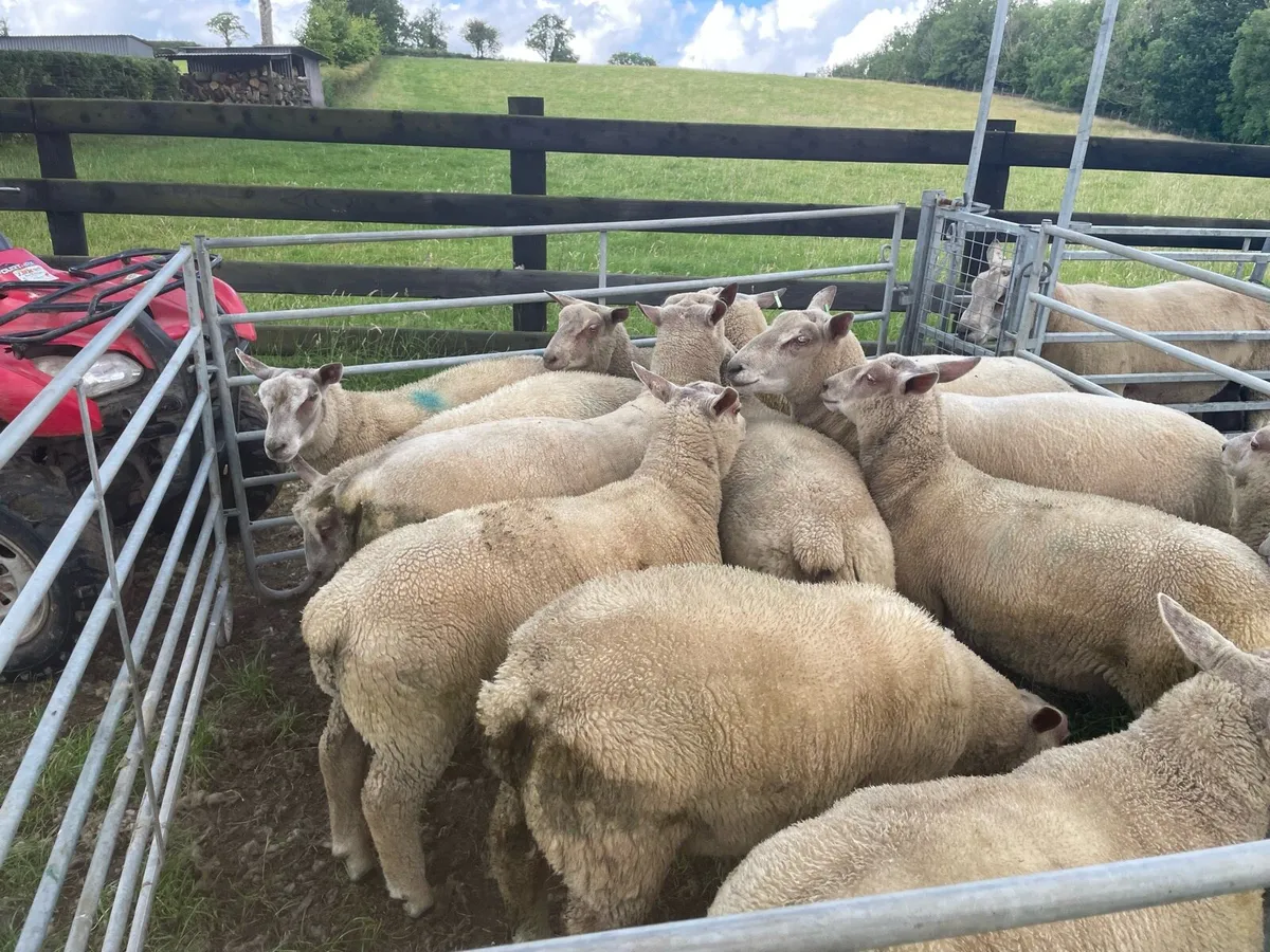 Charollais Ram Lambs - Image 1