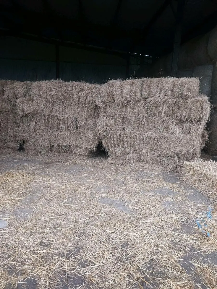 Hay small squares - Image 3