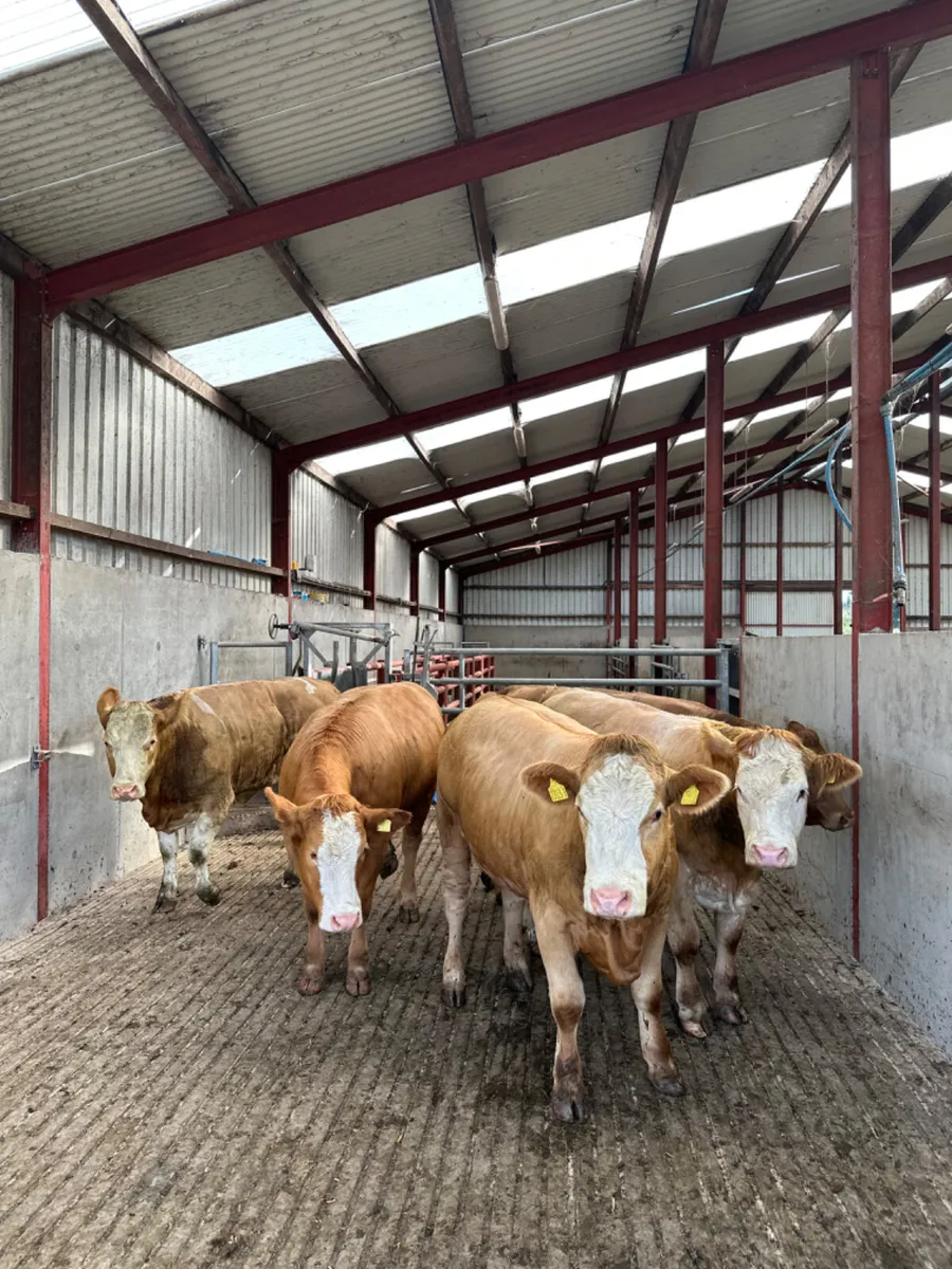 Simmental and lim Bulling heifers - Image 2