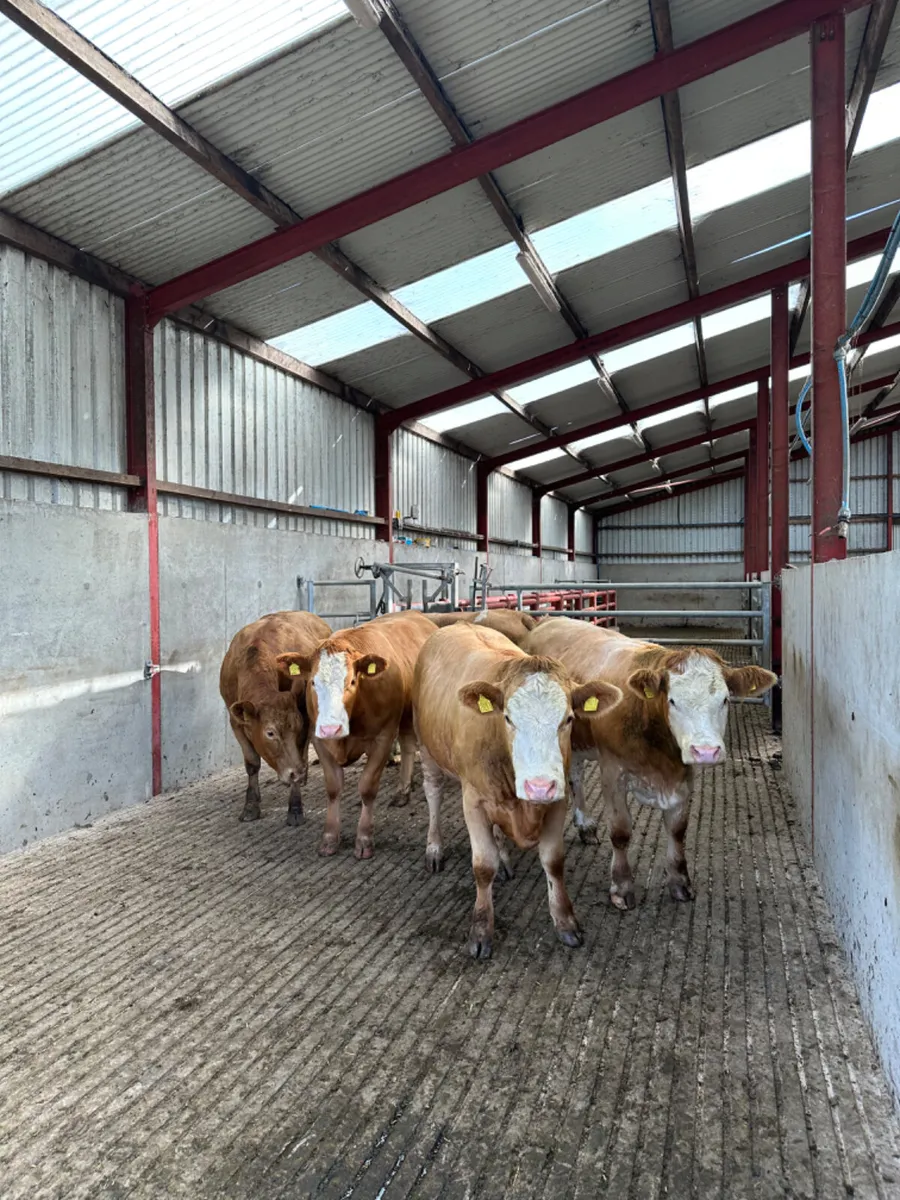 Simmental and lim Bulling heifers - Image 1