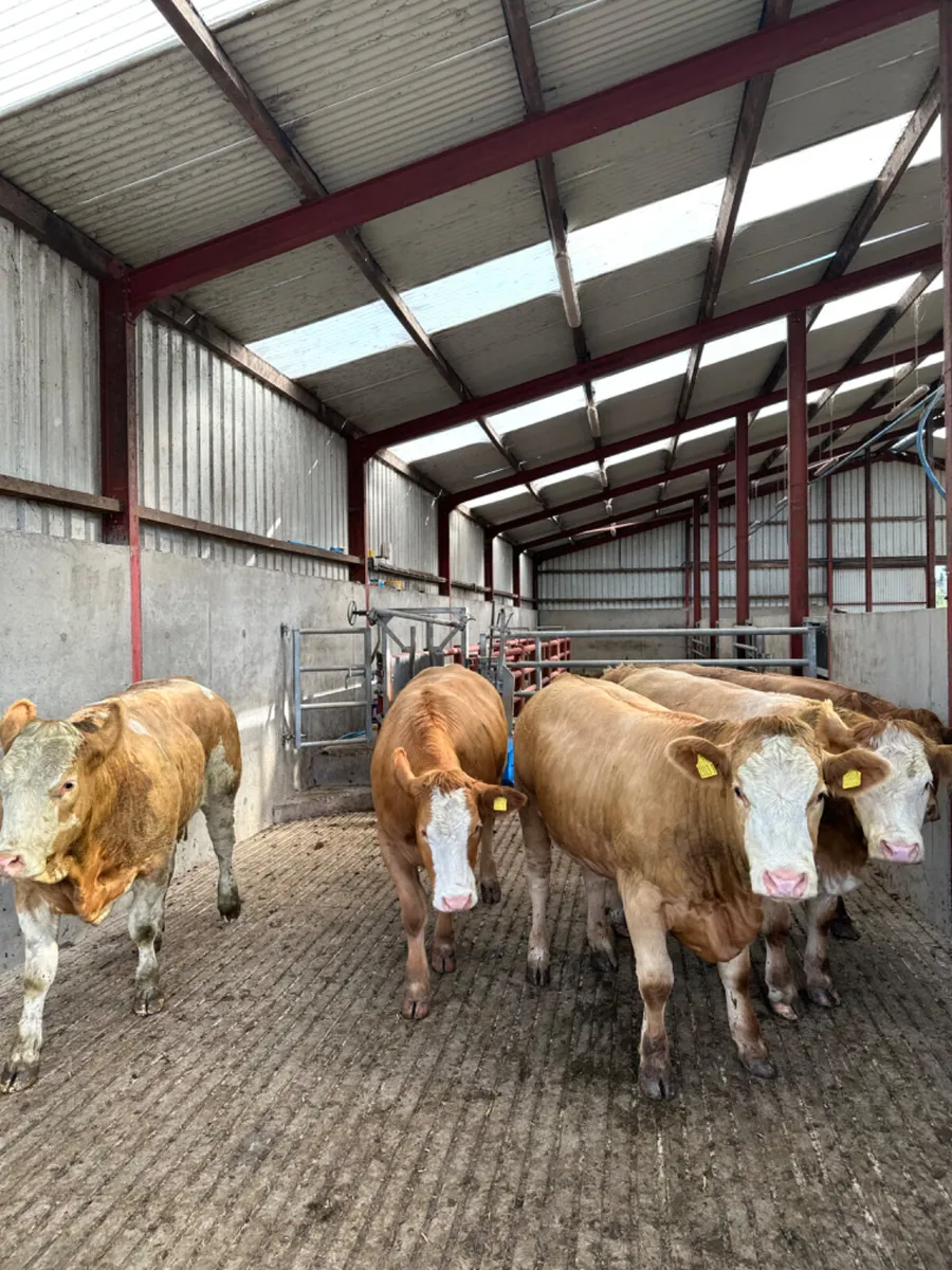 Simmental and lim Bulling heifers - Image 3