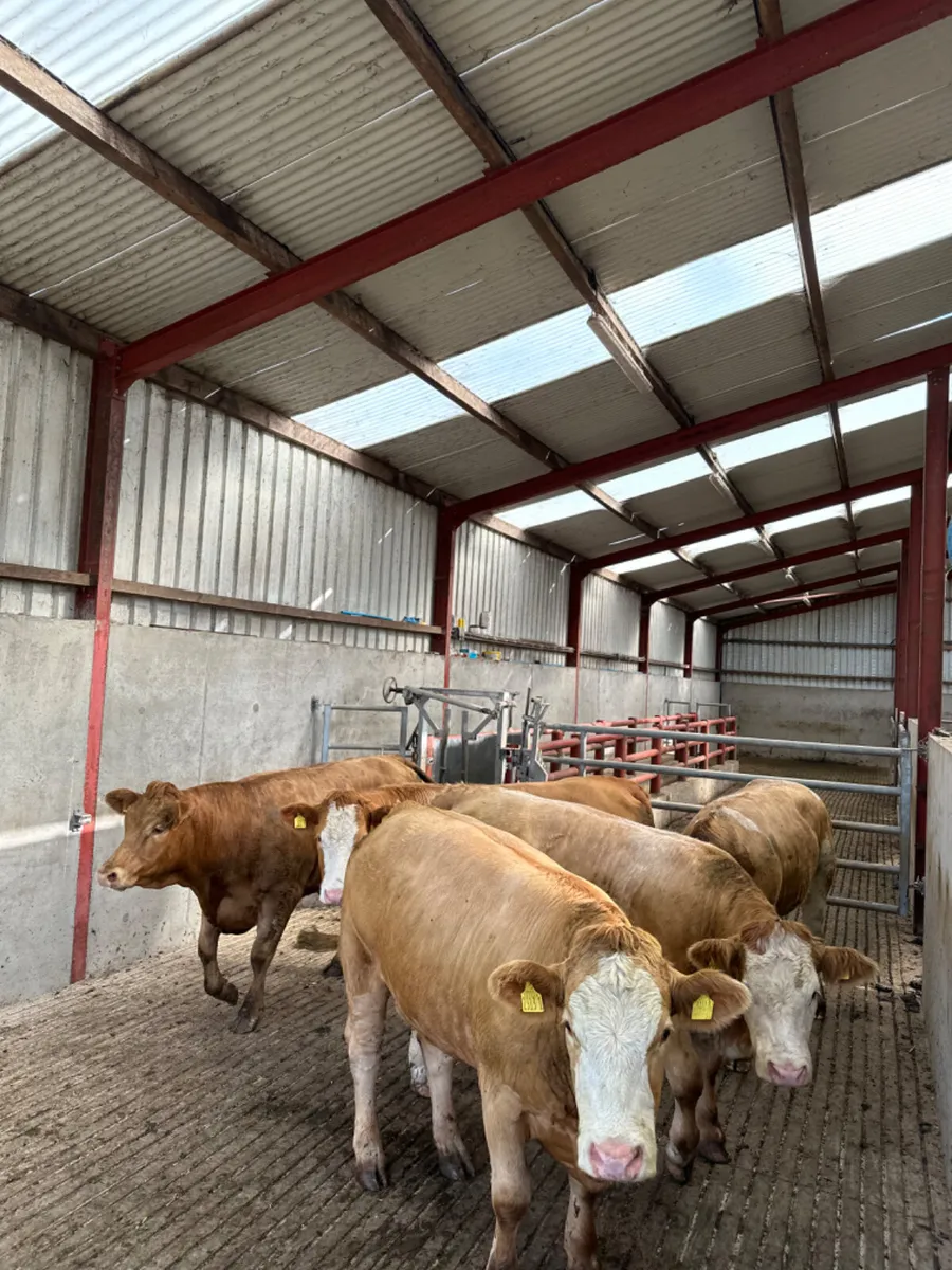 Simmental and lim Bulling heifers - Image 4