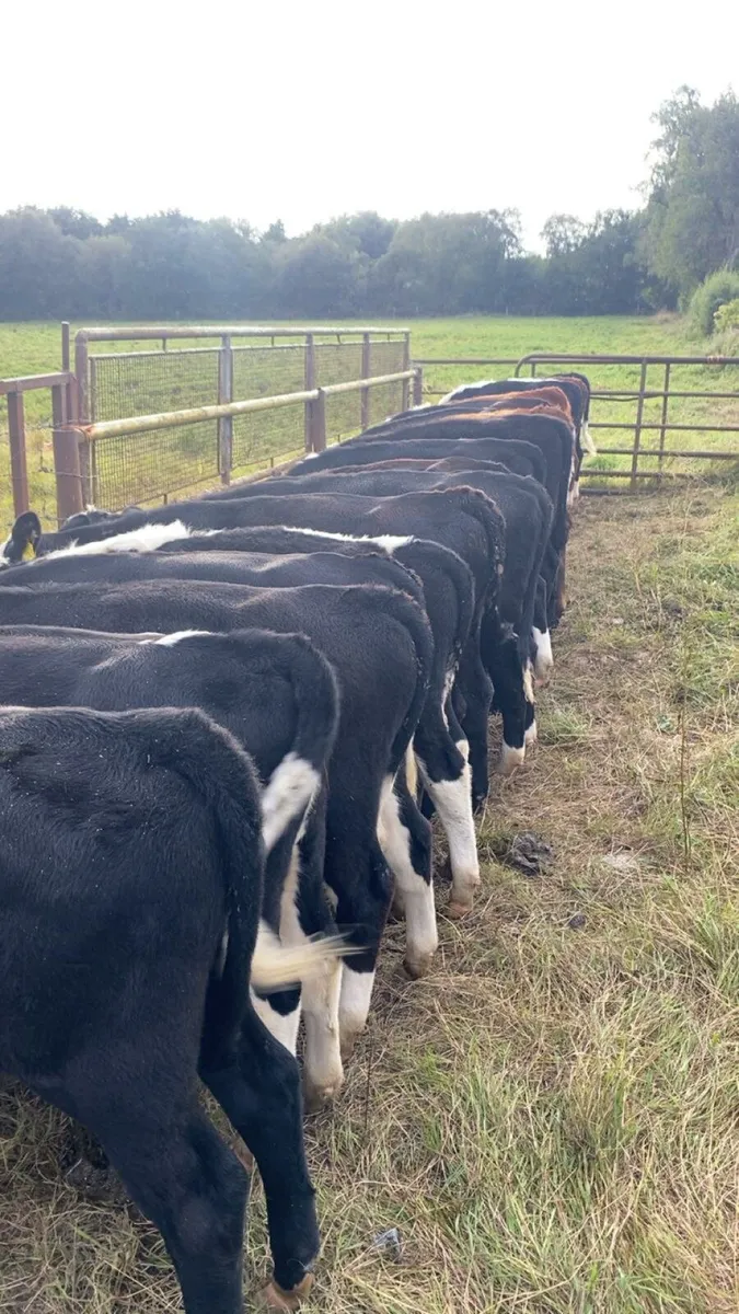 HEX AAX weanlings - Image 2
