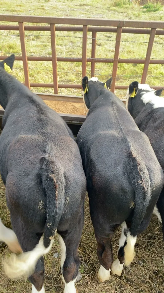 HEX AAX weanlings - Image 3