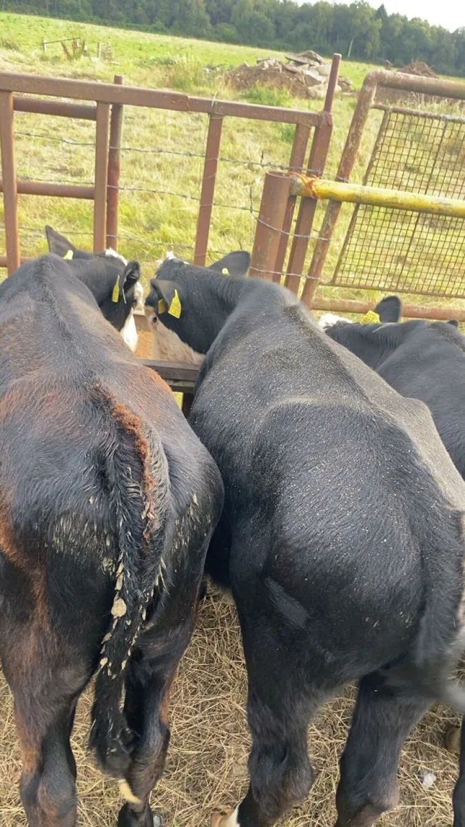 HEX AAX weanlings - Image 4