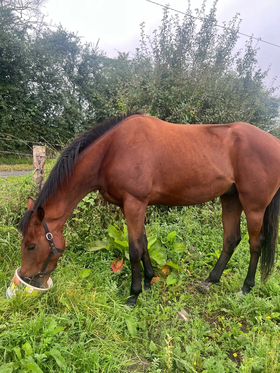 Bay Riding Gelding