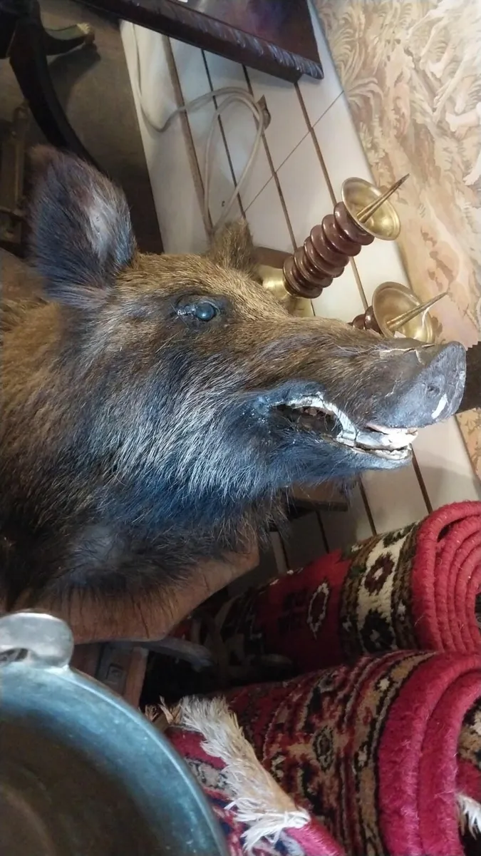 Boars Head stuffed mounted - Image 3
