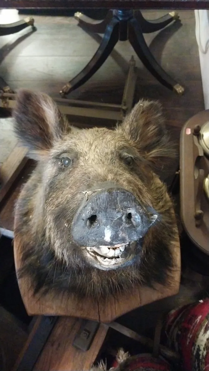 Boars Head stuffed mounted - Image 2